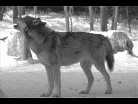 Wolf sounds