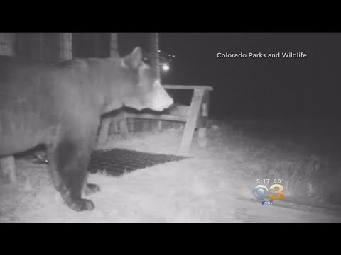 &#039;Unwelcome Mat&#039; Used To Shock Bears In Colorado