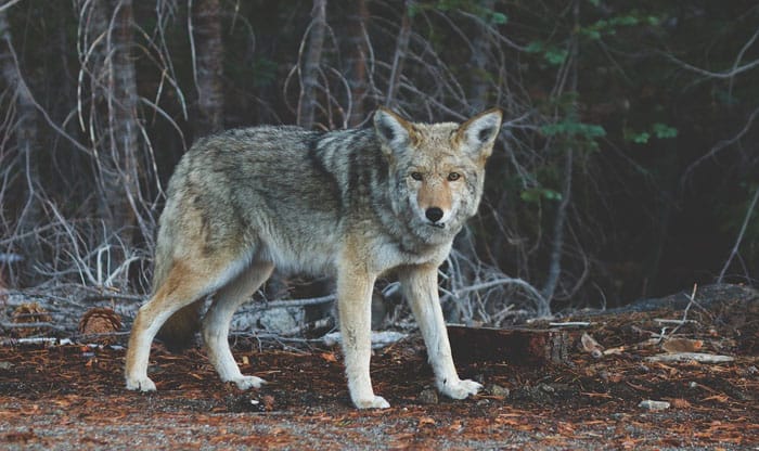 how to hunt coyotes at night