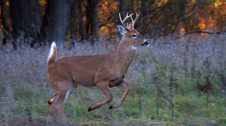 what time of the day are deer the most active