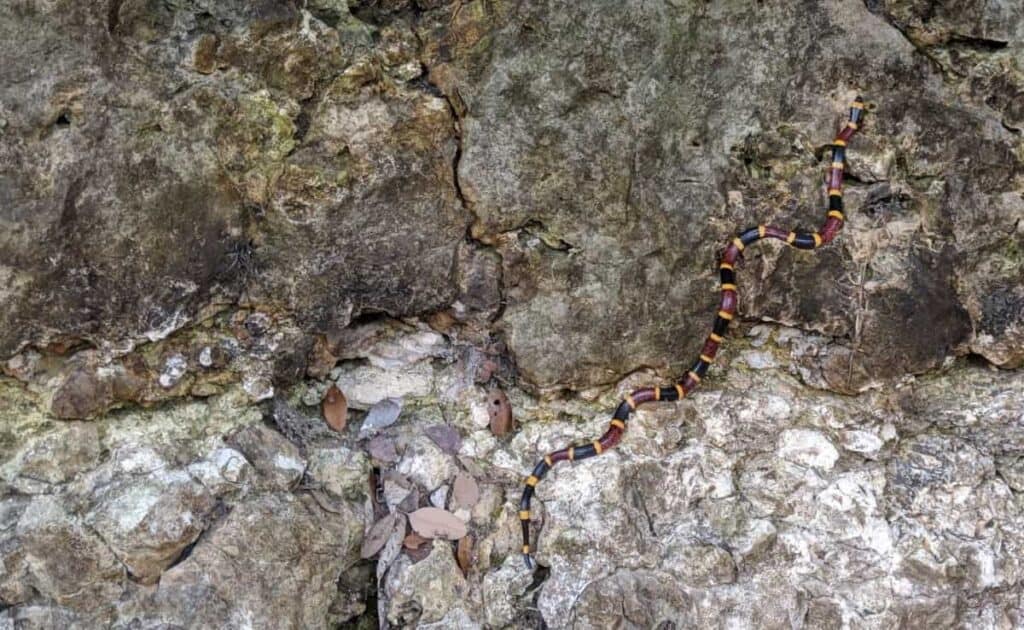 coral_snake_on_rocks