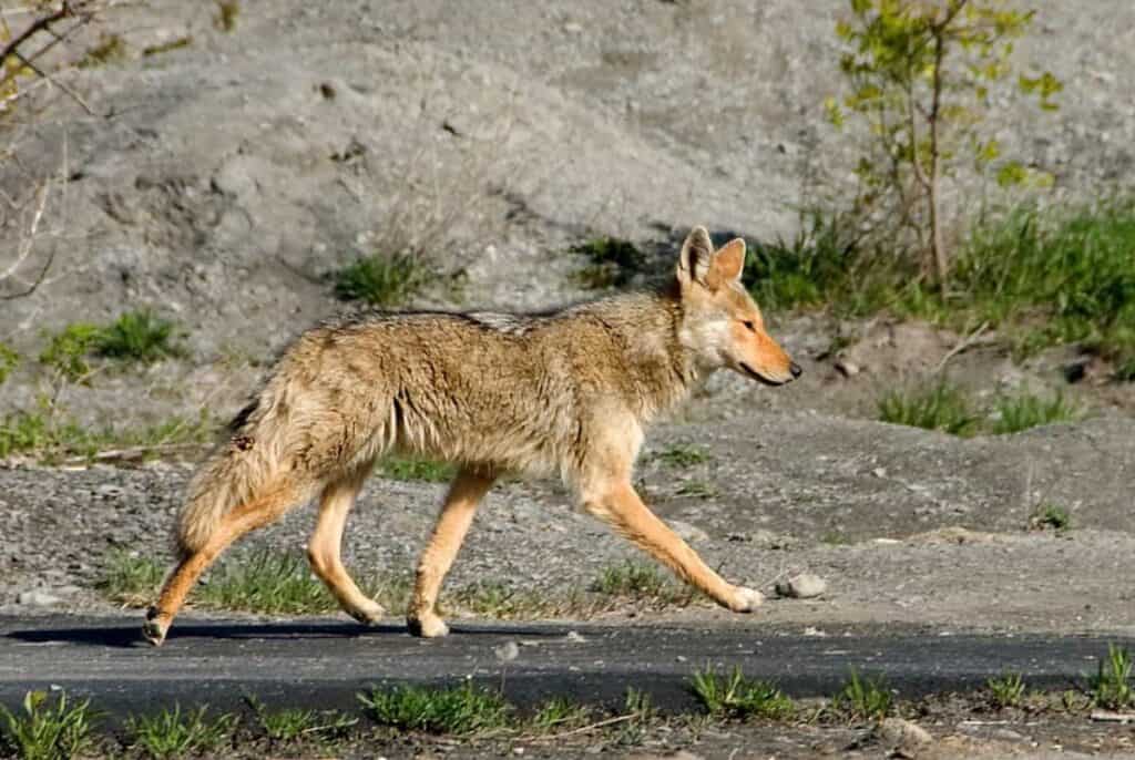 32+ Howling Coyote Sounds At Night Background