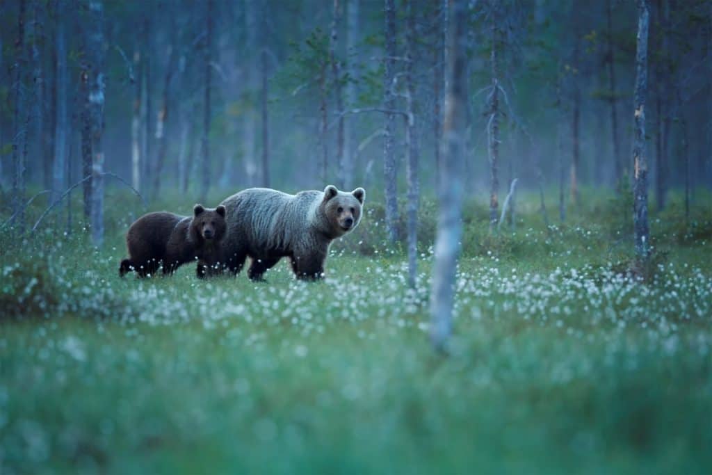 Momma and kiddo bear wandering at twilight