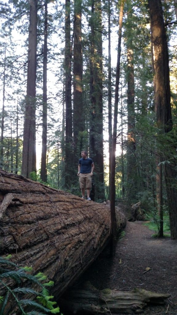 Me standing on a felled redwood tree